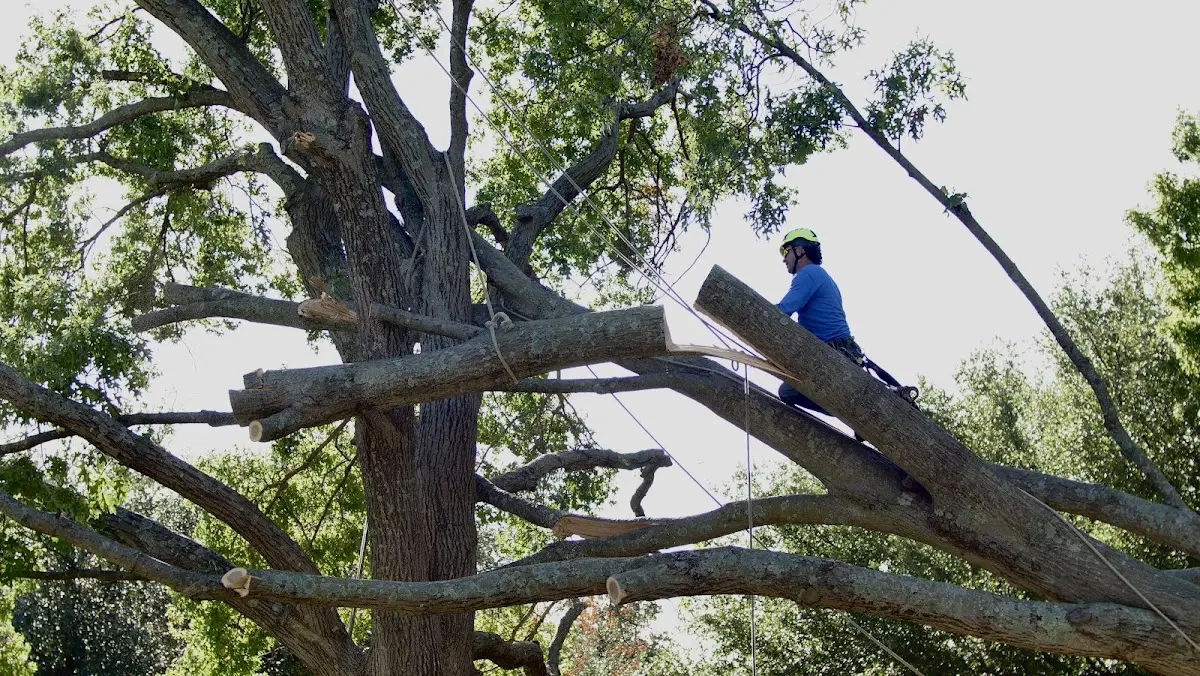 Professional Crown Thinning performed by certified arborists in Hertel