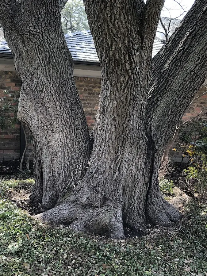 Mature heritage tree close to a Hertel property cared for by certified arborists